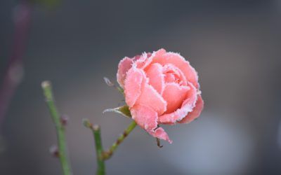 Have a nice week!