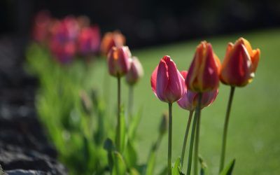 After Easter, have a nice week!